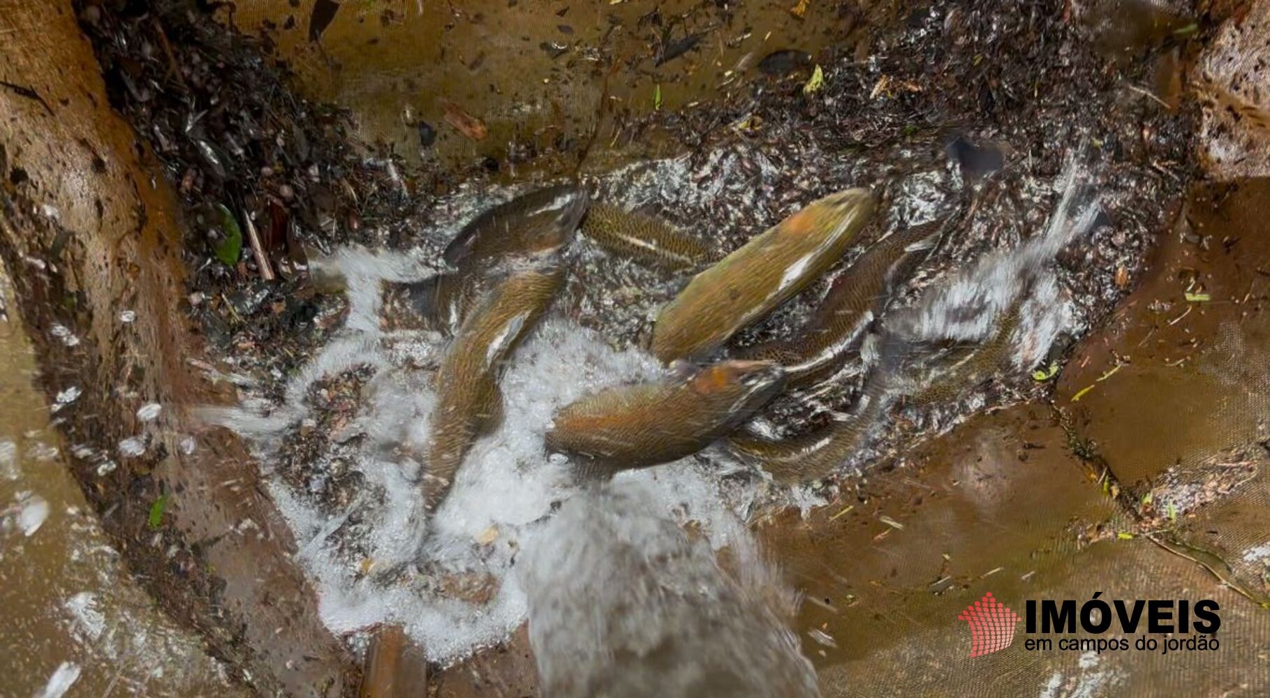 0 para Chácaras - Venda em Campos do Jordão